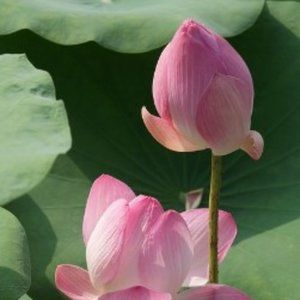 Meet your Posher, Earlina